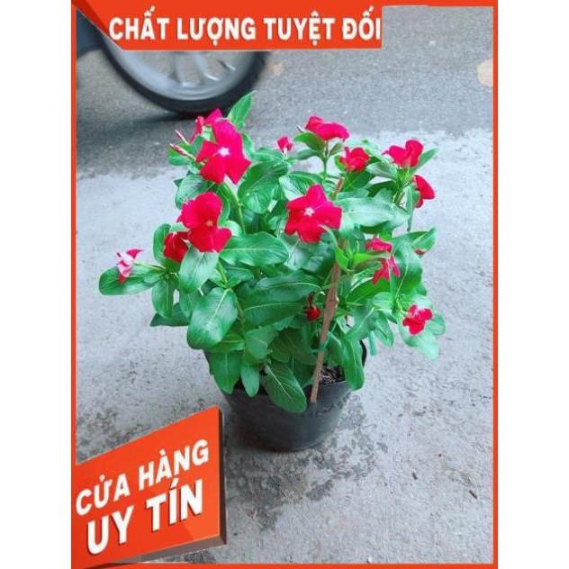 Hoa Dừa Cạn Màu Đỏ