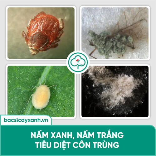 Thuốc diệt nhện đỏ, rầy, rệp, côn trùng hút chích An toàn sức khoẻ BS25 Insect 100/200g NSX Bacsicayxanh