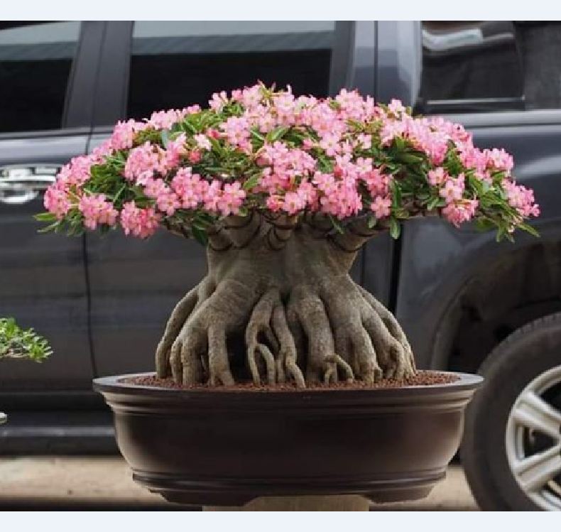 Hạt giống cây hoa sứ kim tự tháp - Gói 5 hạt/ kèm 3 viên nén xơ dừa ươm hạt
