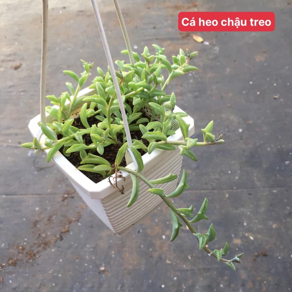 Cá heo chậu treo