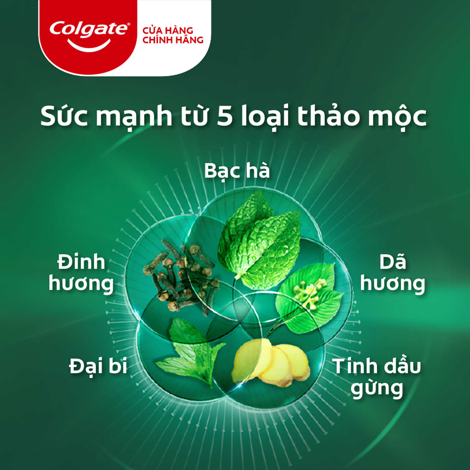 [ 1 Thùng ] 12 Chai xịt thơm miệng Colgate Herbal Detox từ tinh chất thảo mộc 9ml