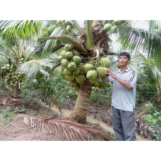 Cây giống Dừa xiêm lùn F1 CHO QUẢ SỚM NHIỀU NƯỚC NHƯ HÌNH