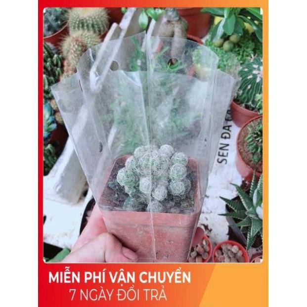 Xương Rồng Trứng Chim