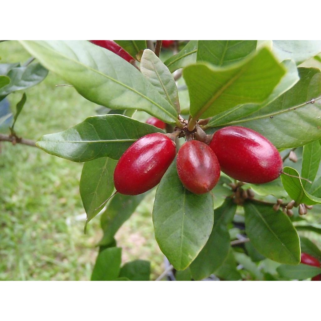 CÂY GIỐNG CÂY THẦN KỲ