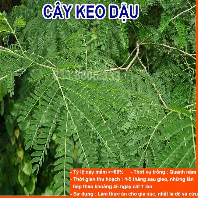 4 Loại Cỏ Chăn Nuôi Trồng Quanh Năm - Cỏ Sudan Lai, Mulato II, Stylo, Keo Dậu
