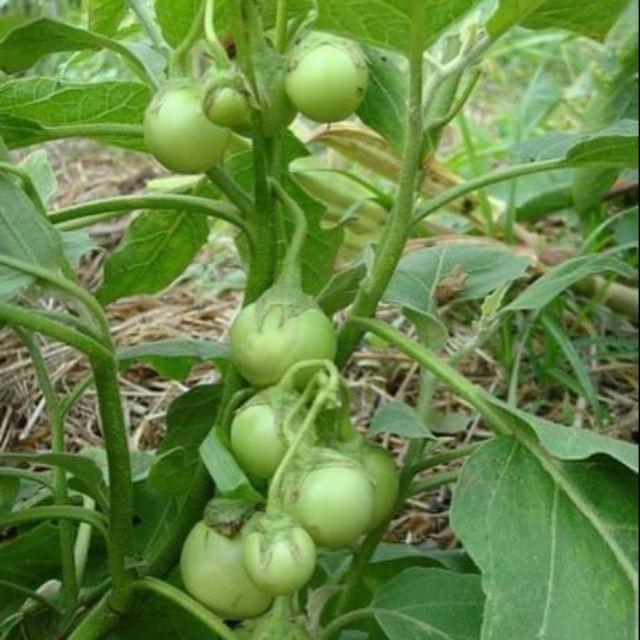 Hạt Giống Cà Pháo Xanh. 2gr/gói