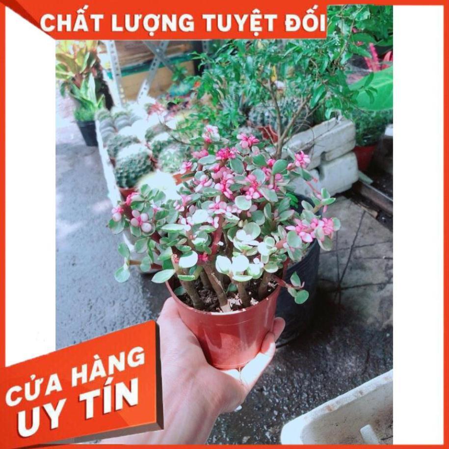 Đô La Hồng Nhiều Người Mua