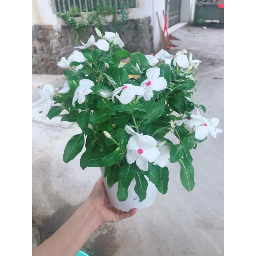 Chậu hoa dừa cạn Bán Chạy
