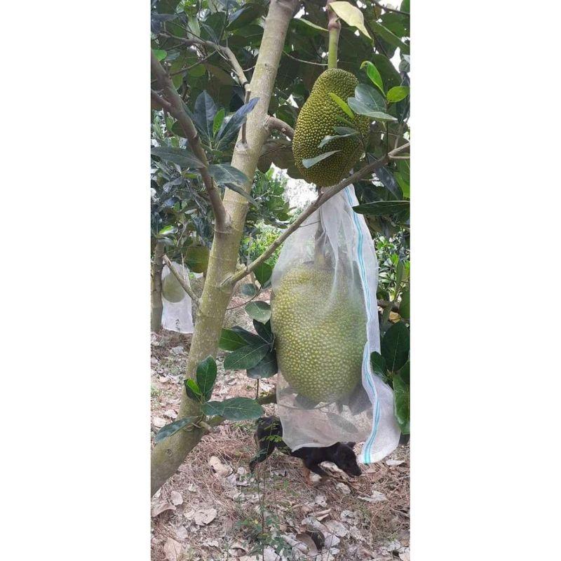 SL50 CÁI TÚI BAO,BỌC MÍT LƯỚI CƯỚC THÁI LOẠI TỐT 50*70 cm- TÚI BAO, BỌC TRÁI