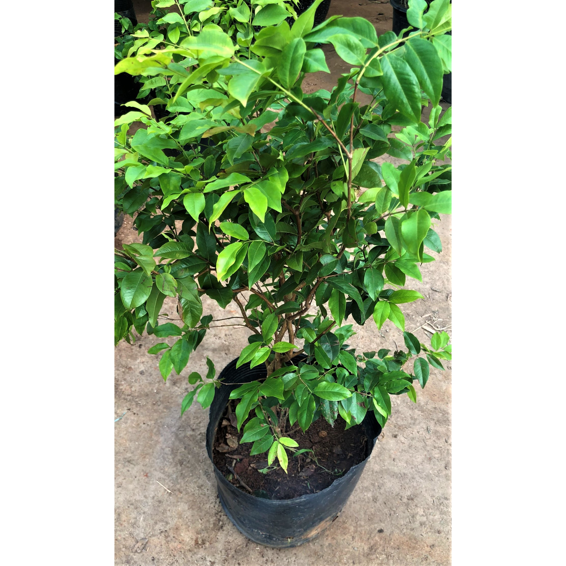 Cây nho thân gỗ Tứ Quý cao 90 cm trông nơi nắng nóng
