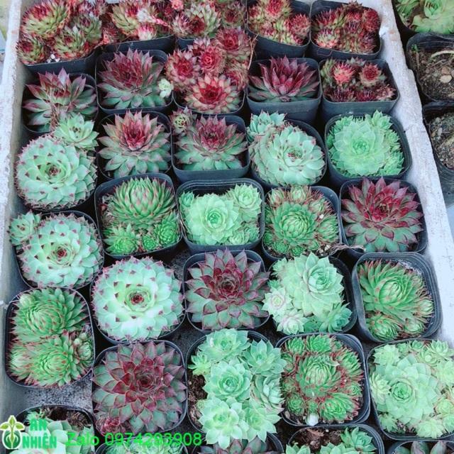 Sen Phật Bà Đồng Giá 50k/c