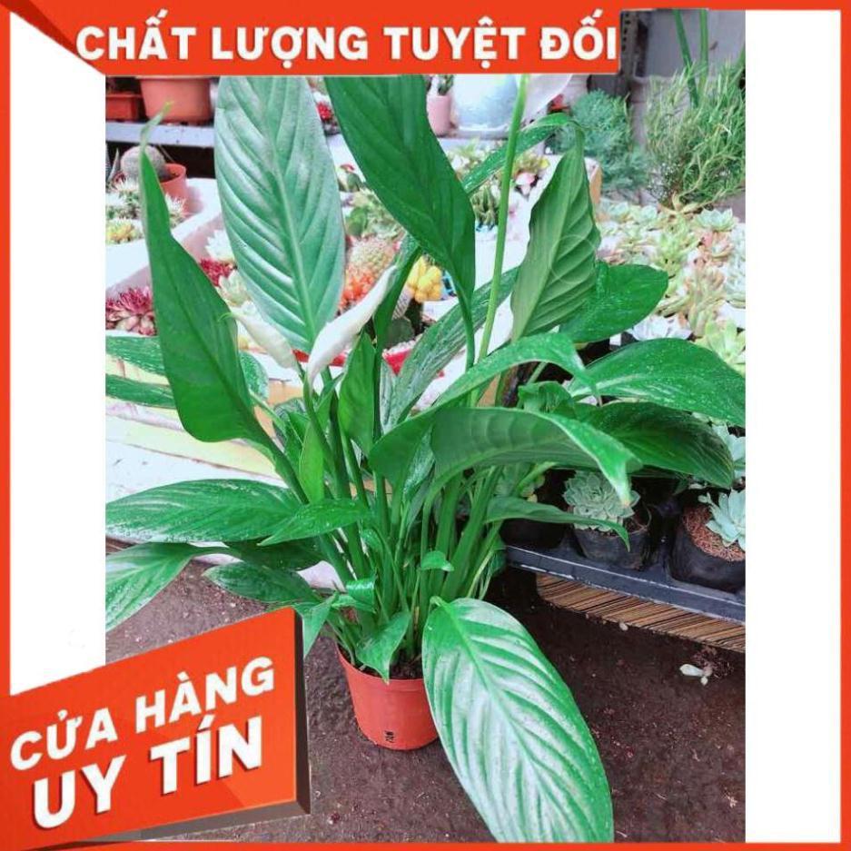 Chậu cây lan ý Nhiều Người Mua
