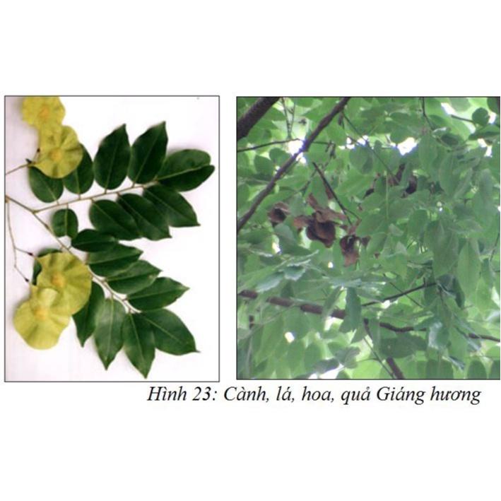 200 gram hạt giống cây dáng hương