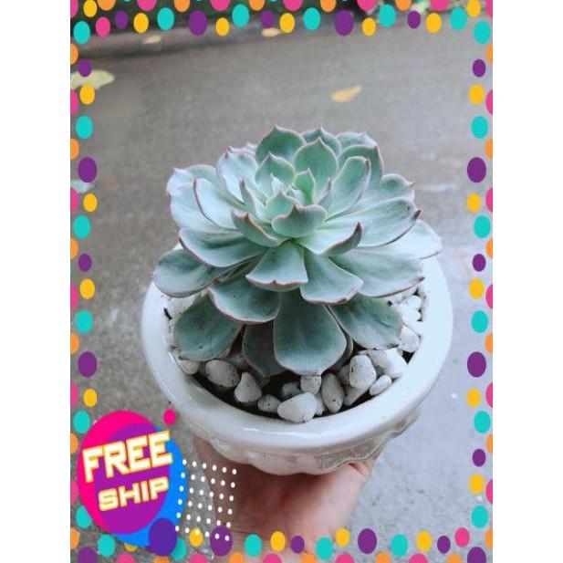 Chậu Sen Đá Hồng Phấn Size Đại