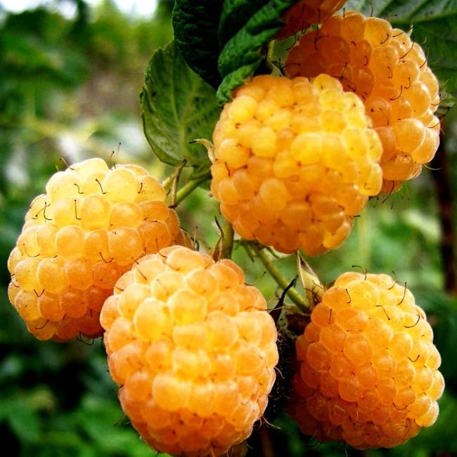 Hạt giống cây ăn trái mâm xôi vàng-Gói 30 hạt/tặng kèm gói phân bón lót