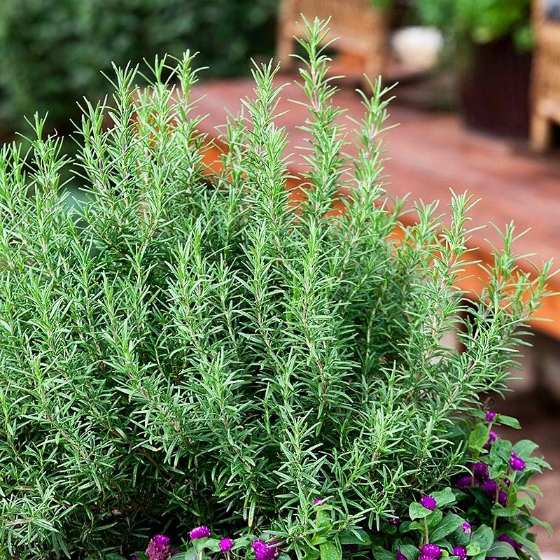 Hạt giống Hương Thảo Rosemary 230 gói 0.03gr