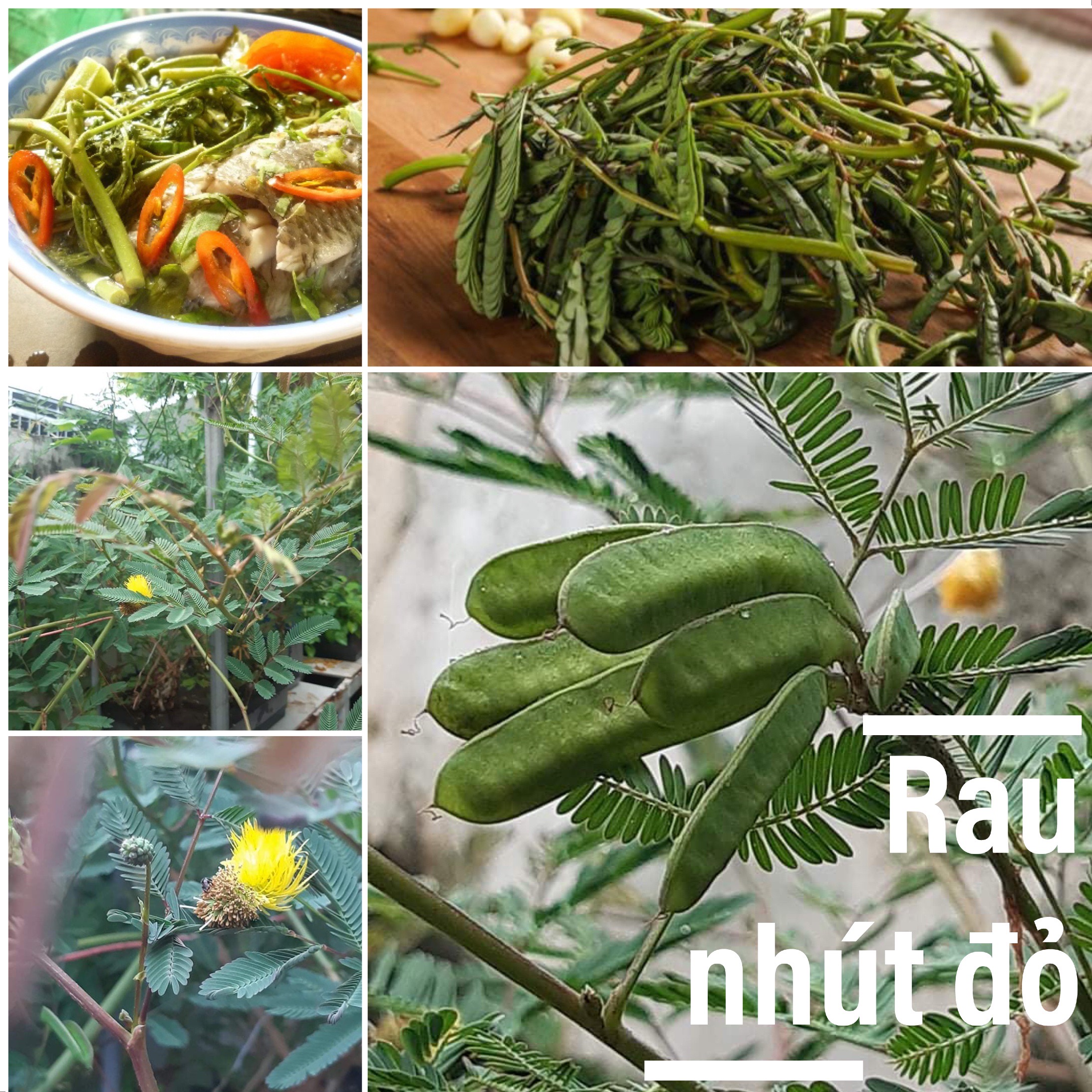 200 hạt giống cây Rau nhút đỏ