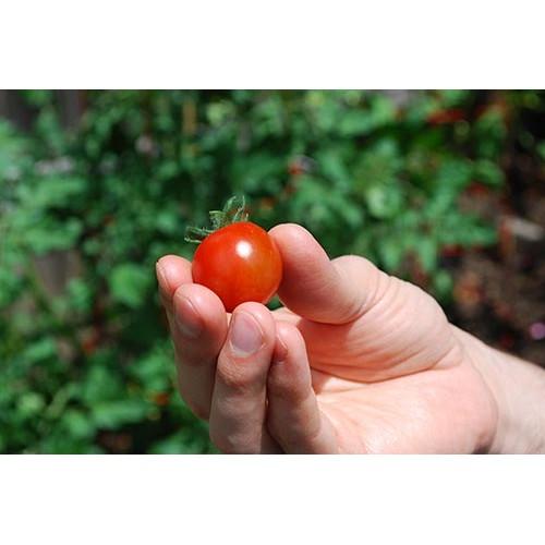 Hạt Giống Cà Chua Bi Lùn F1 Quả đỏ - 0,2g