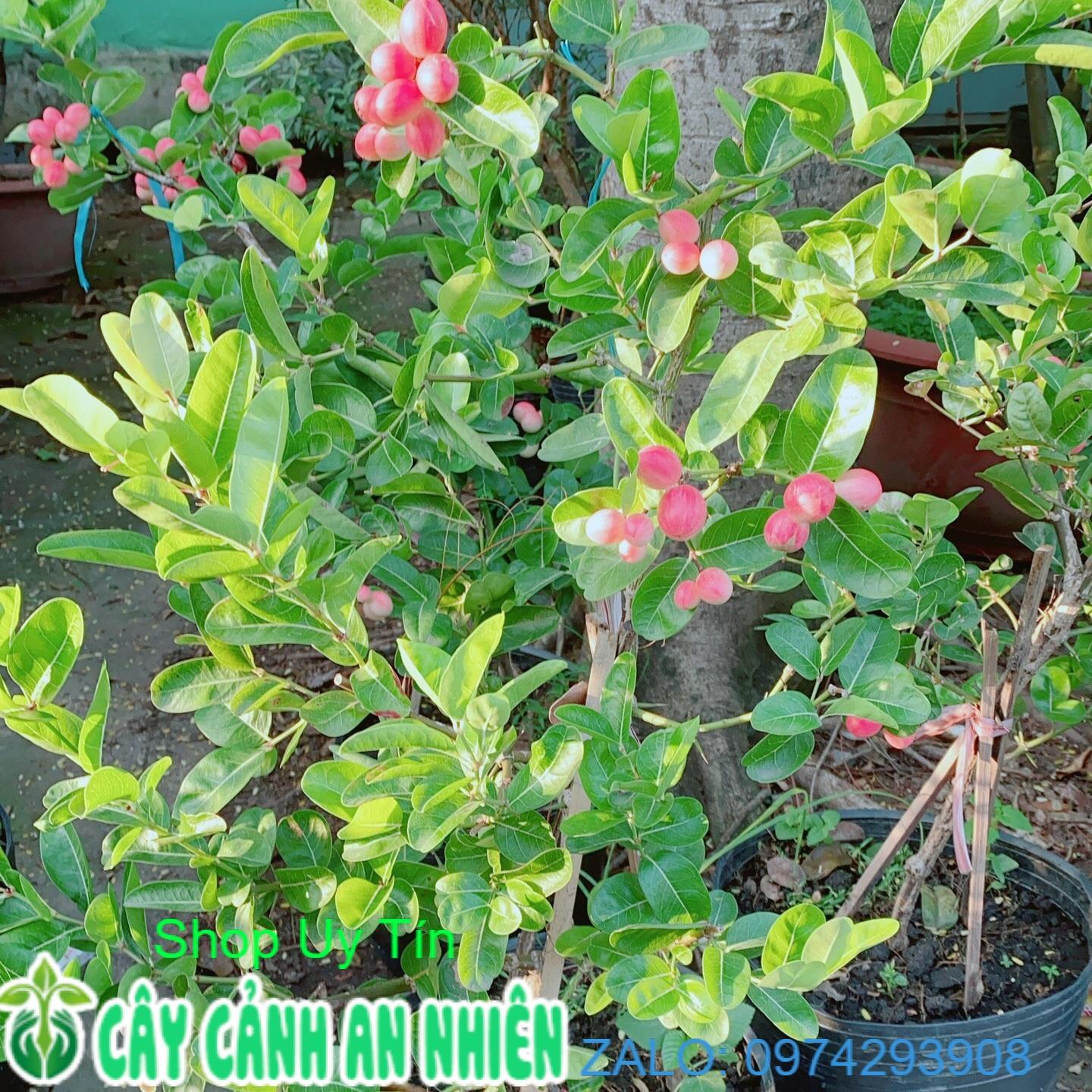 Cây Siro có sẵn quả