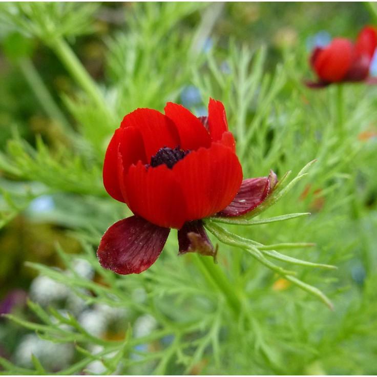 Hạt giống hoa Uyển hồng - gói 100 hạt