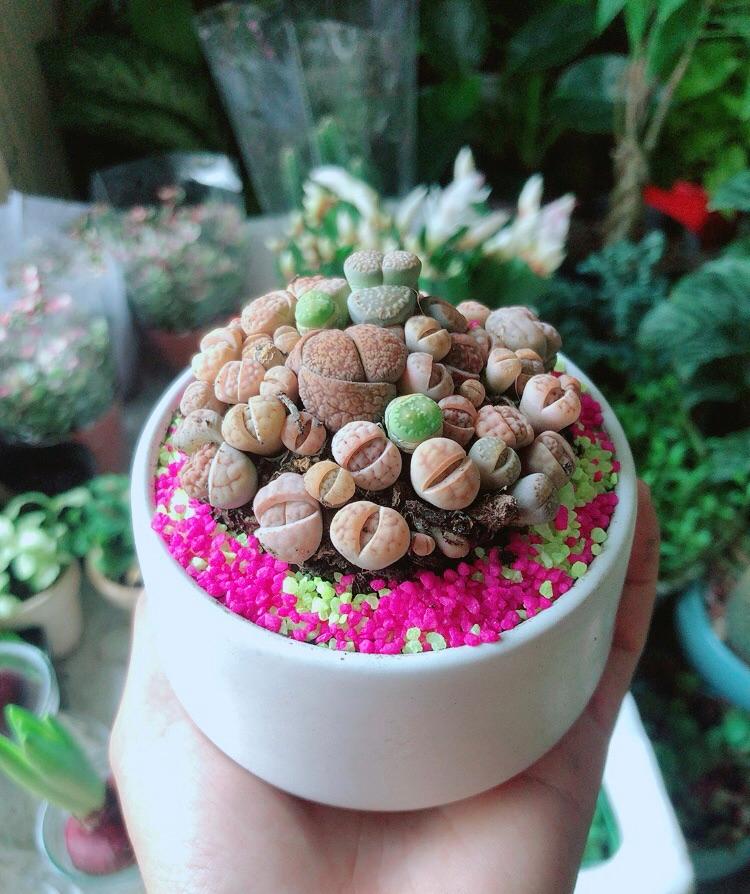 Chậu Cây Thạch Lan- Hoa Sỏi