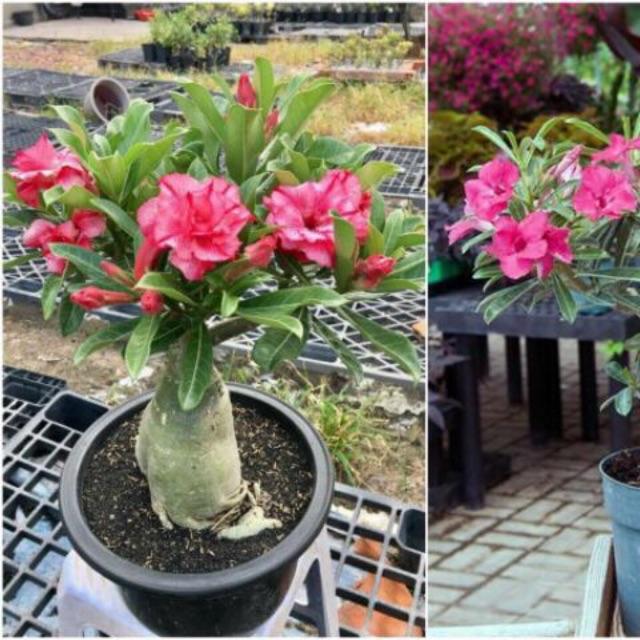 Cây đẹp, Sứ thái giống mới loại siêu hoa