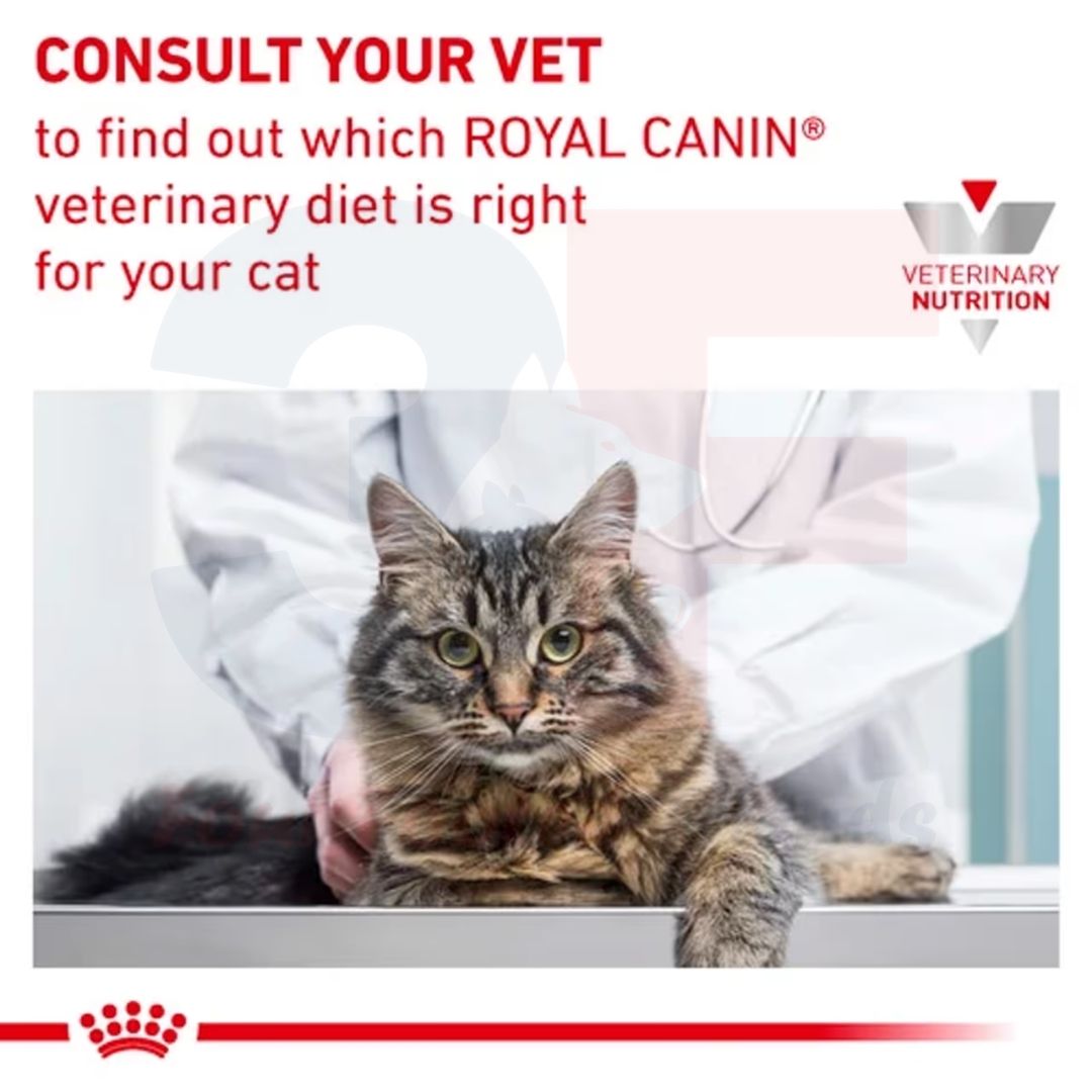 Hạt Thức Ăn Khô Dành Cho Mèo Bị Viêm Da Và Rụng Lông: Royal Canin Skin &amp; Coat