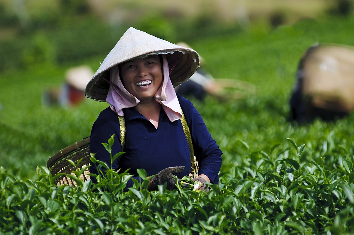 Trà Oolong Osaka Thượng Hạng 2 hũ mỗi hũ 100g - The Kaffeine