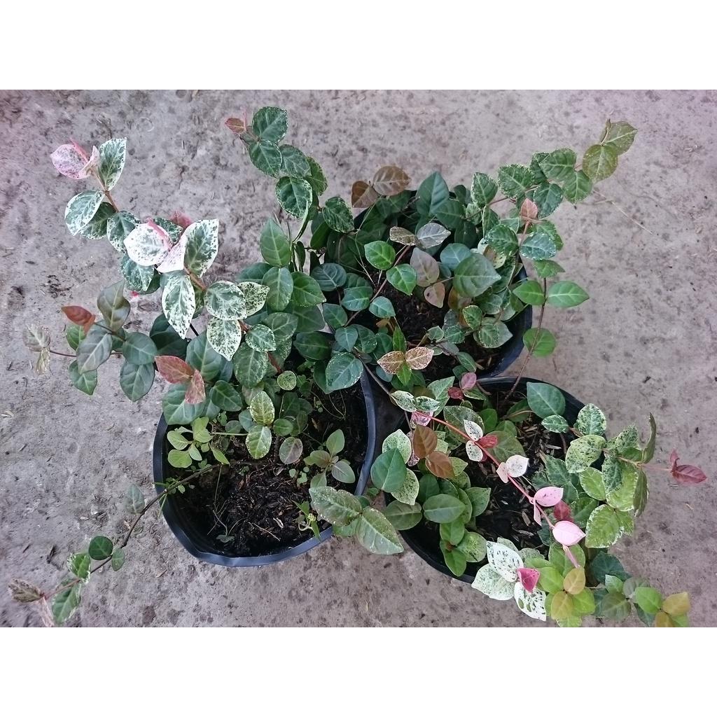 Cây thằn lằn cẩm thạch + tặng phân bón cho cây