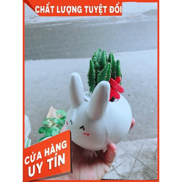 Chậu Xương Rồng Thanh Sơn Thỏ Trắng