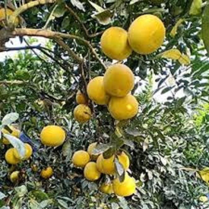 CÂY GIỐNG BƯỞI DIỄN - CÂY ĐẸP CHUẨN GIỐNG F1