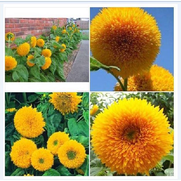 Hạt Giống Hoa Hướng Dương Kép Vàng Cam KNS3642 - Gói 20 hạt