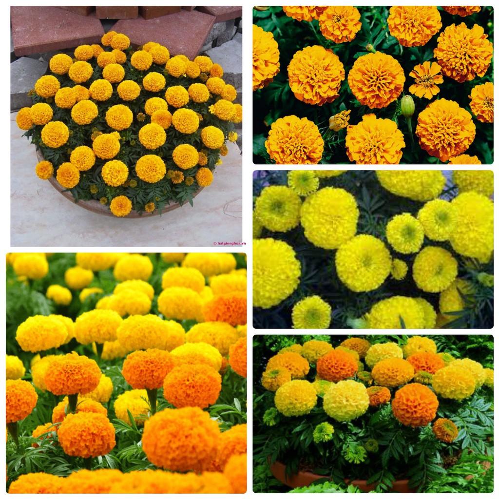 Combo 5 Gói Hạt giống hoa Cúc Vạn Thọ Mỹ Mix màu tặng gói kích thích