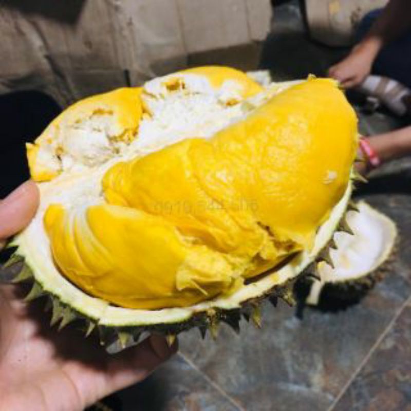CÂY GIỐNG SẦU RIÊNG ÓC KHỈ