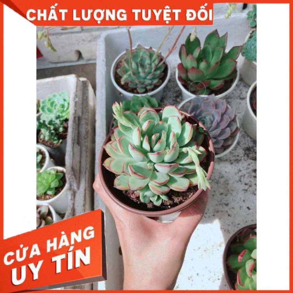 Sen đá viền hồng Nhiều Người Mua
