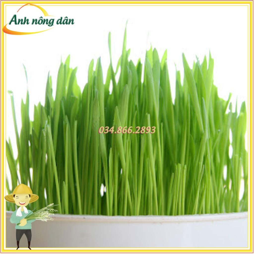 Gói 1kg Hạt giống mầm lúa mỳ , mầm lúa mạch giàu dinh dưỡng giúp giảm stress, giảm cân, tăng sức đề kháng
