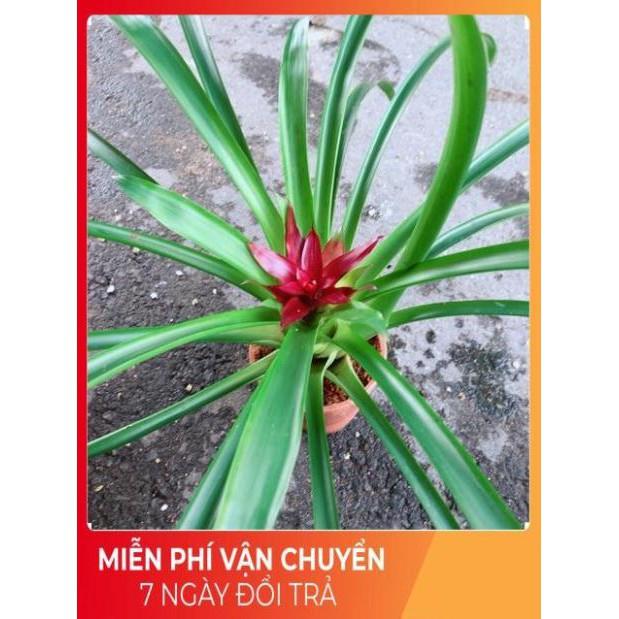 Cây Phát Lộc Hoa Màu Đỏ