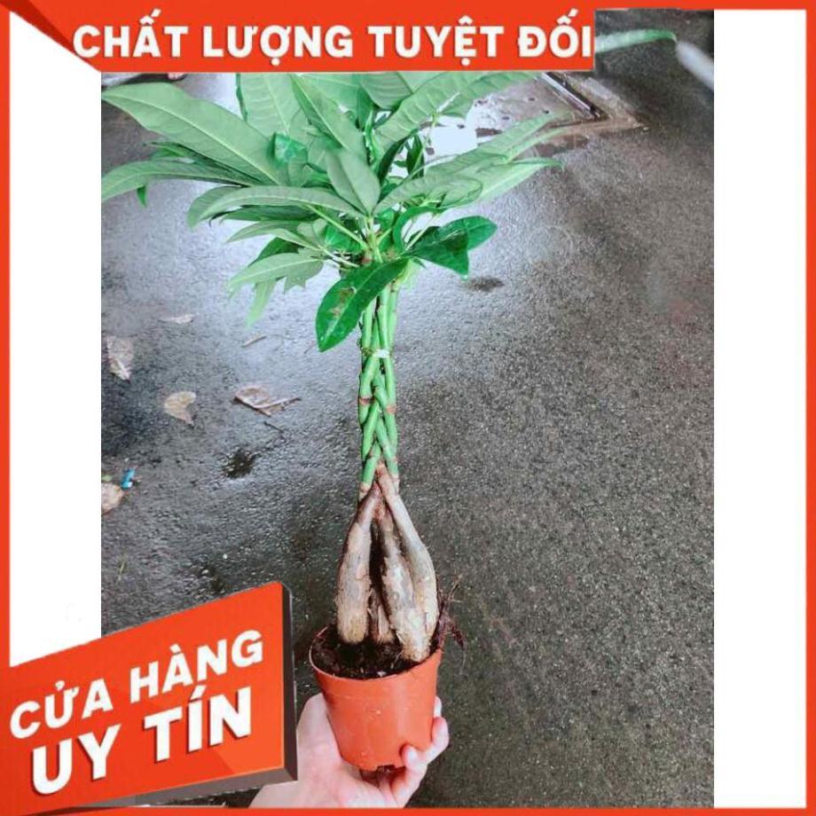 Kim Ngân 5 thân Nhiều Người Mua