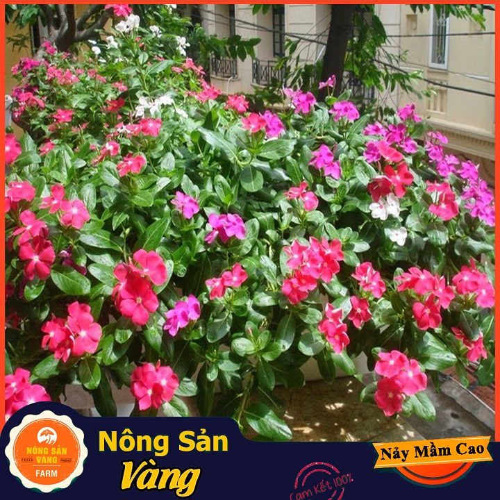 Hạt giống Hoa Dừa Cạn Đứng Nhiều Màu - Nông Sản Vàng