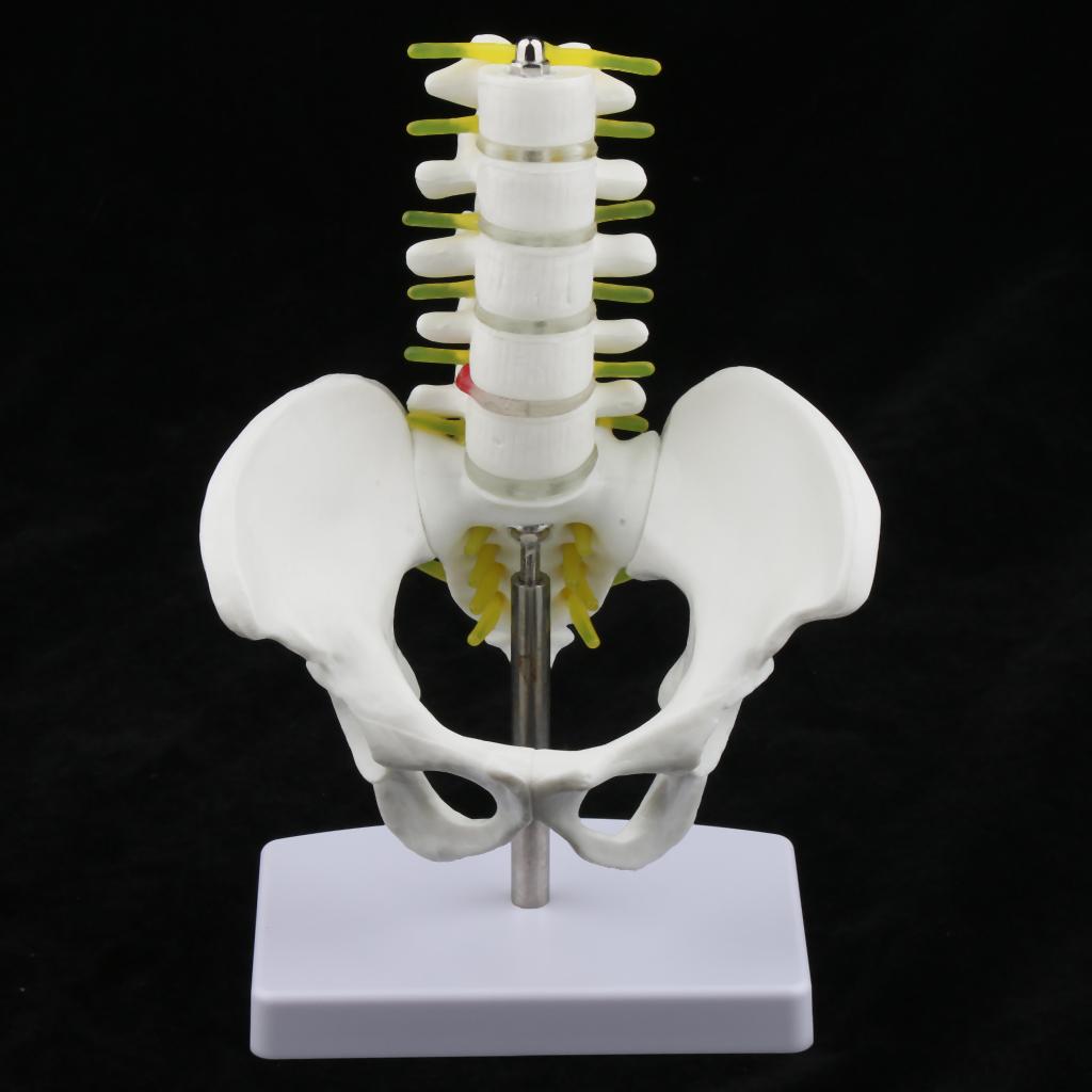 Bộ Xương Người Nhỏ Với 5 Mô Hình Giải Phẫu Xương đốt Sống Thắt Lưng