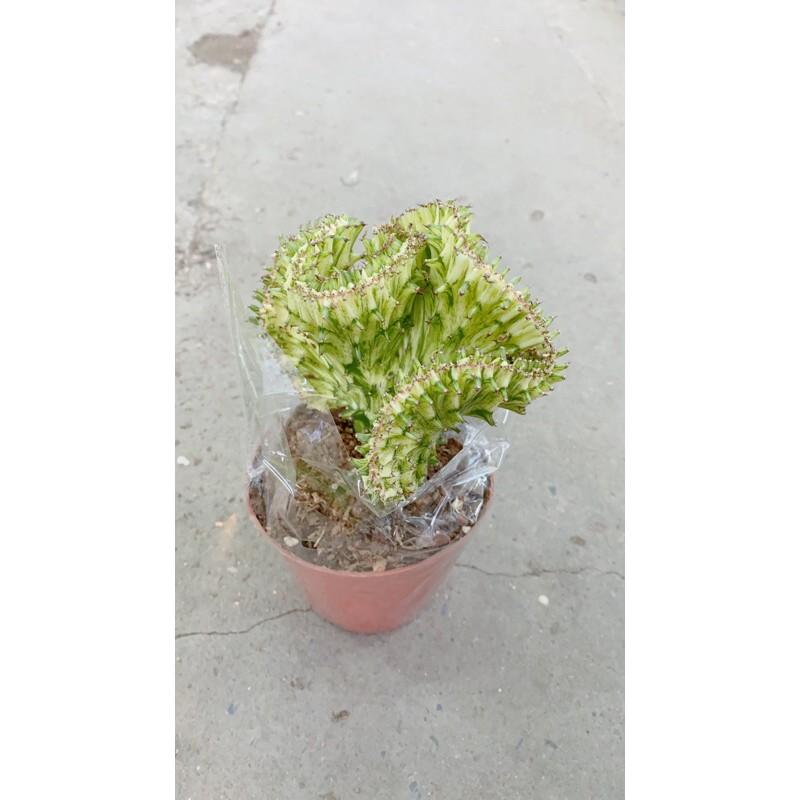 Xương Rồng Vạn Lý