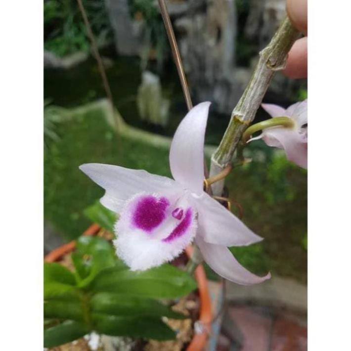 Phong lan phi điệp 5 cánh trắng Hiển Oanh cây giống 7-10cm cây cực đẹp