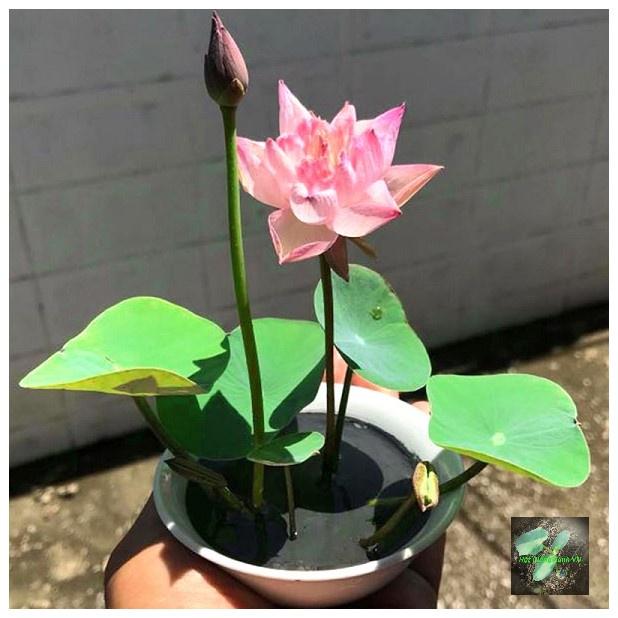 Hạt giống hoa sen mini nhiều màu, đóng gói 5 hạt