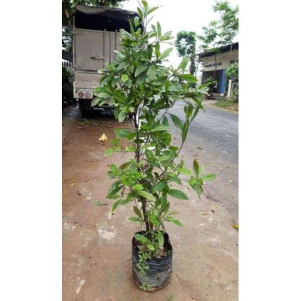 Cây thần kỳ choai