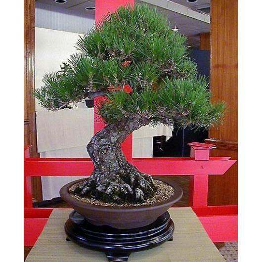 combo 04 cây giống TÙNG LA HÁN - CÂY BONSAI - SIÊU ĐẸP GIÁ SIÊU RẺ