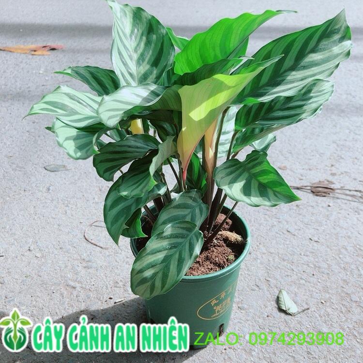 Đuôi Công Xanh Lá