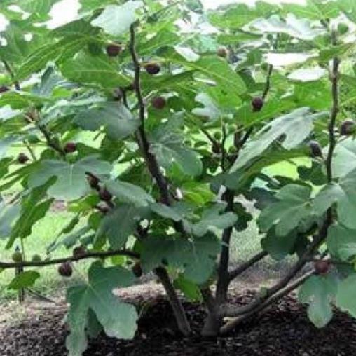 Combo 2 gói hạt giống sung mỹ ngọt --tặng kèm gói phân bón lót