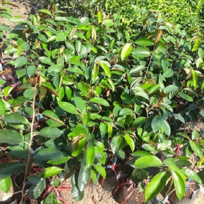 CÂY GIỐNG VÚ SỮA TÍM HÀNG GIEO HẠT