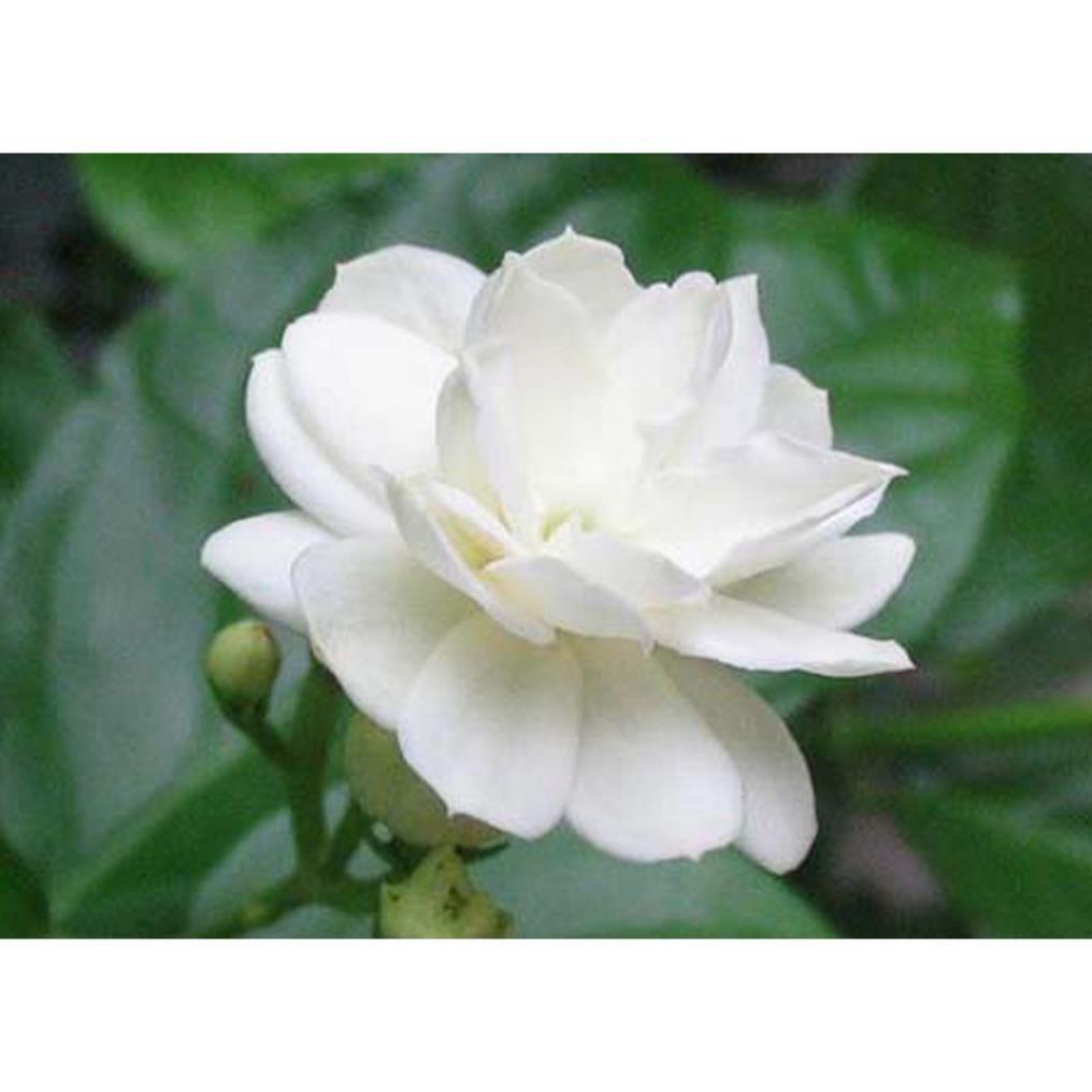 BẦU CÂY GIỐNG Hoa bạch thiên hương-nguyên bầu cây giống + Tặng 01 cây dâu da đất