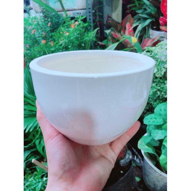 Combo 10 chậu sứ